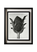 Papaver orientale (Oriental Poppy)