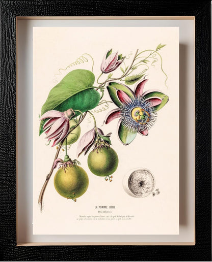 La Pomme Bibi (Passiflora)