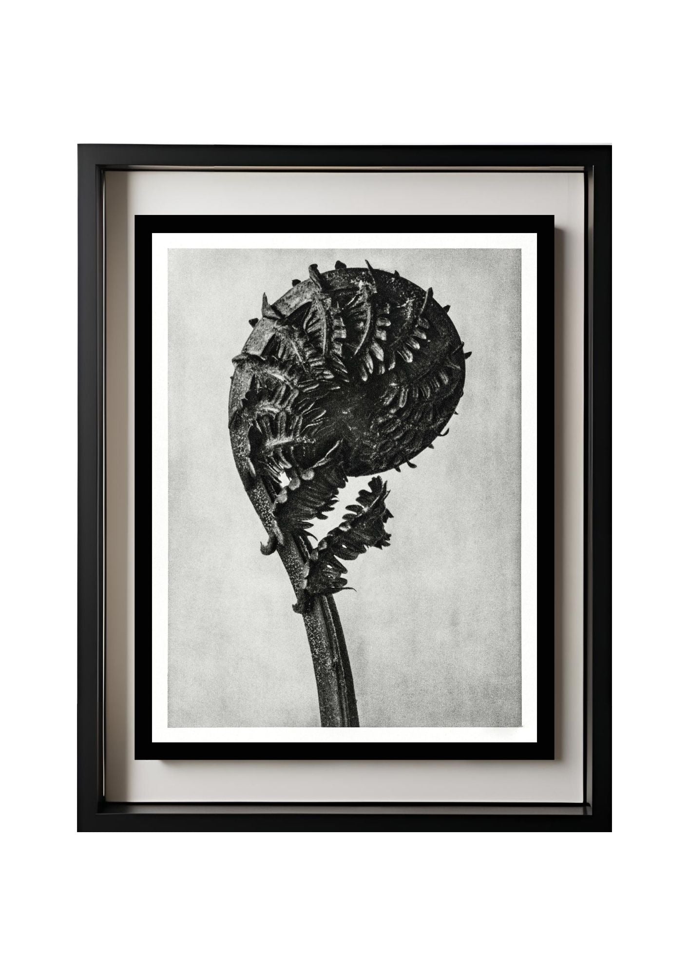 Struthiopteris Germanica (German Ostrich Fern Frond)