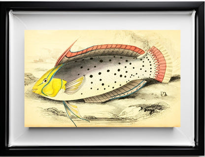 Painted Labrus
