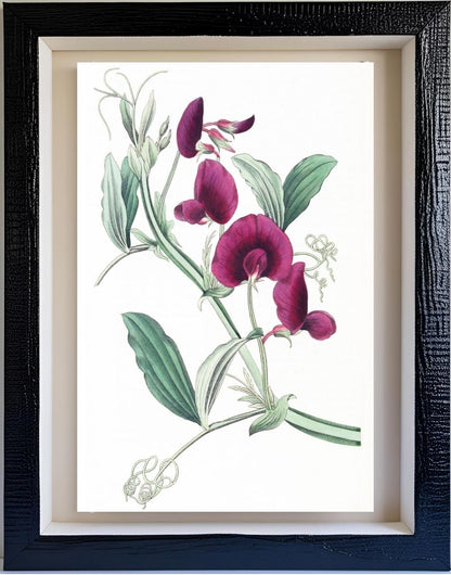 The Tangier Pea