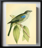 Bishop Tanager