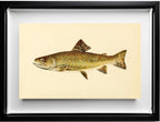 The Brook Trout (Adult Male) Salvelinus-Fontinalis (early spring coloration)
