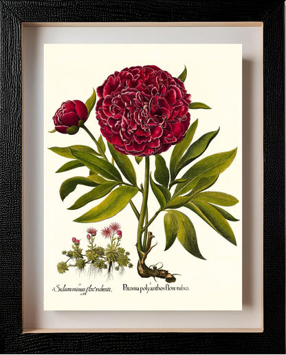 Red double-flowered peony, Mountain sempervivum