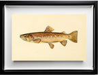The Brown Trout (Adult Male) Salmo-Fario