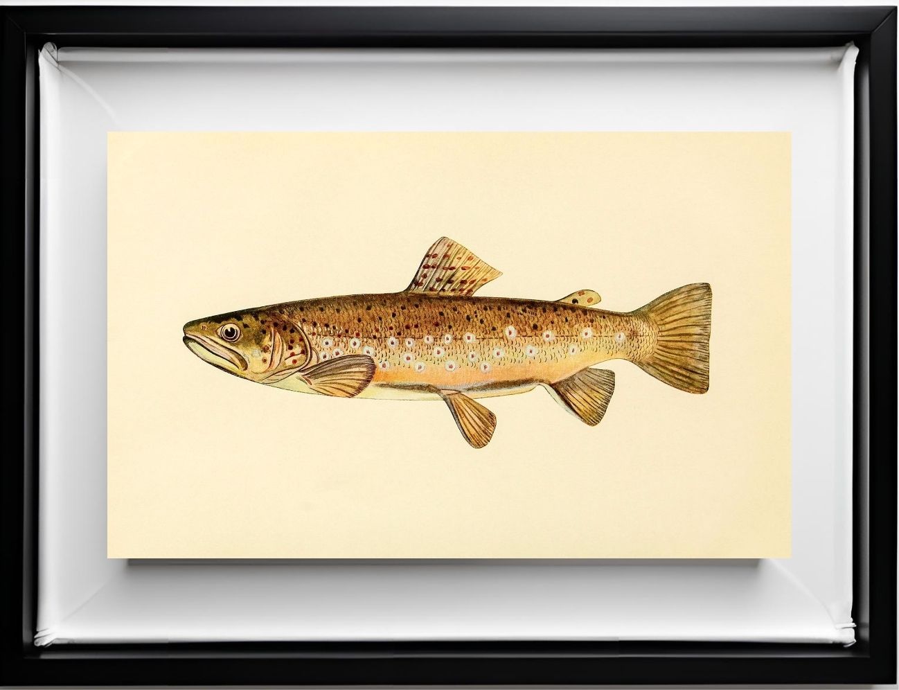 The Brown Trout (Adult Male) Salmo-Fario