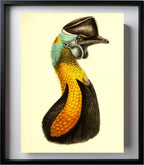 Casuarius Uniappendiculatus