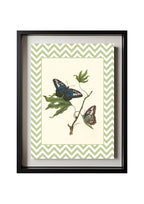 Papilio Gambricuis