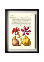 Poppy Anemones, Caterpillar, Fig, and Quince
