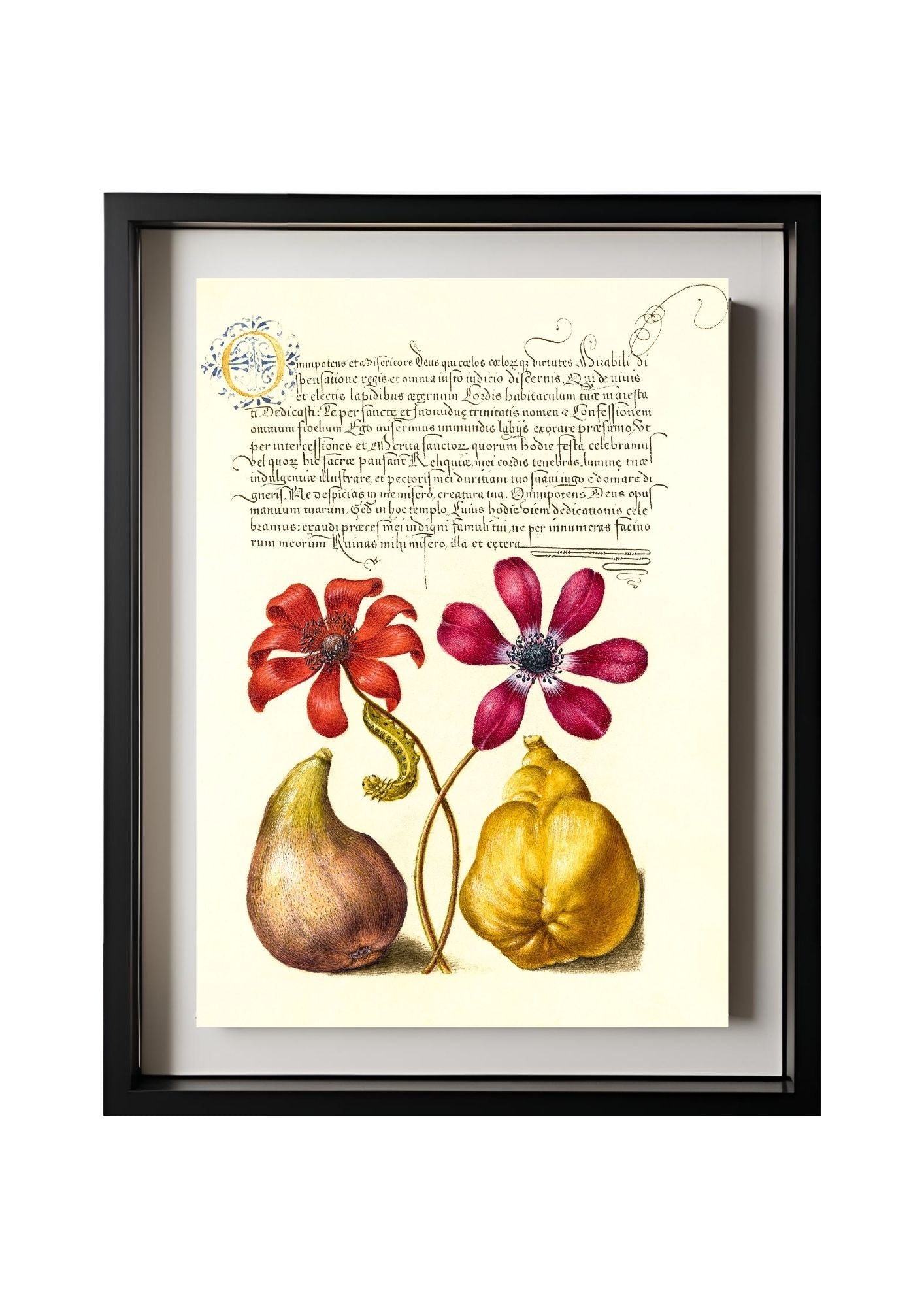 Poppy Anemones, Caterpillar, Fig, and Quince