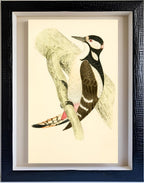Great Spotted Woodpecker