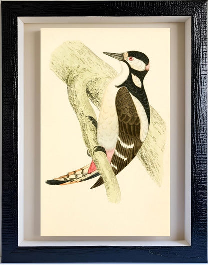 Great Spotted Woodpecker