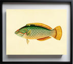 Sparus Decussatus