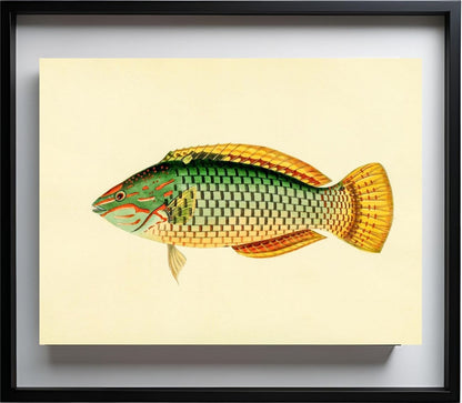 Sparus Decussatus