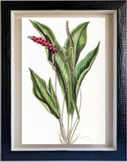 Slender Anthurium