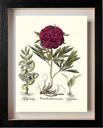 Crimson double-flowered peony, Adder’s-tongue fern
