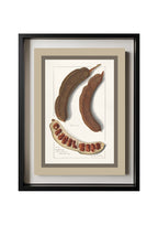 Indian Tamarind