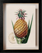 L'Ananas, Pain de Sucre (Bromelia)