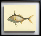 Balistes Biaculeatus