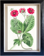 Russell's Potentilla