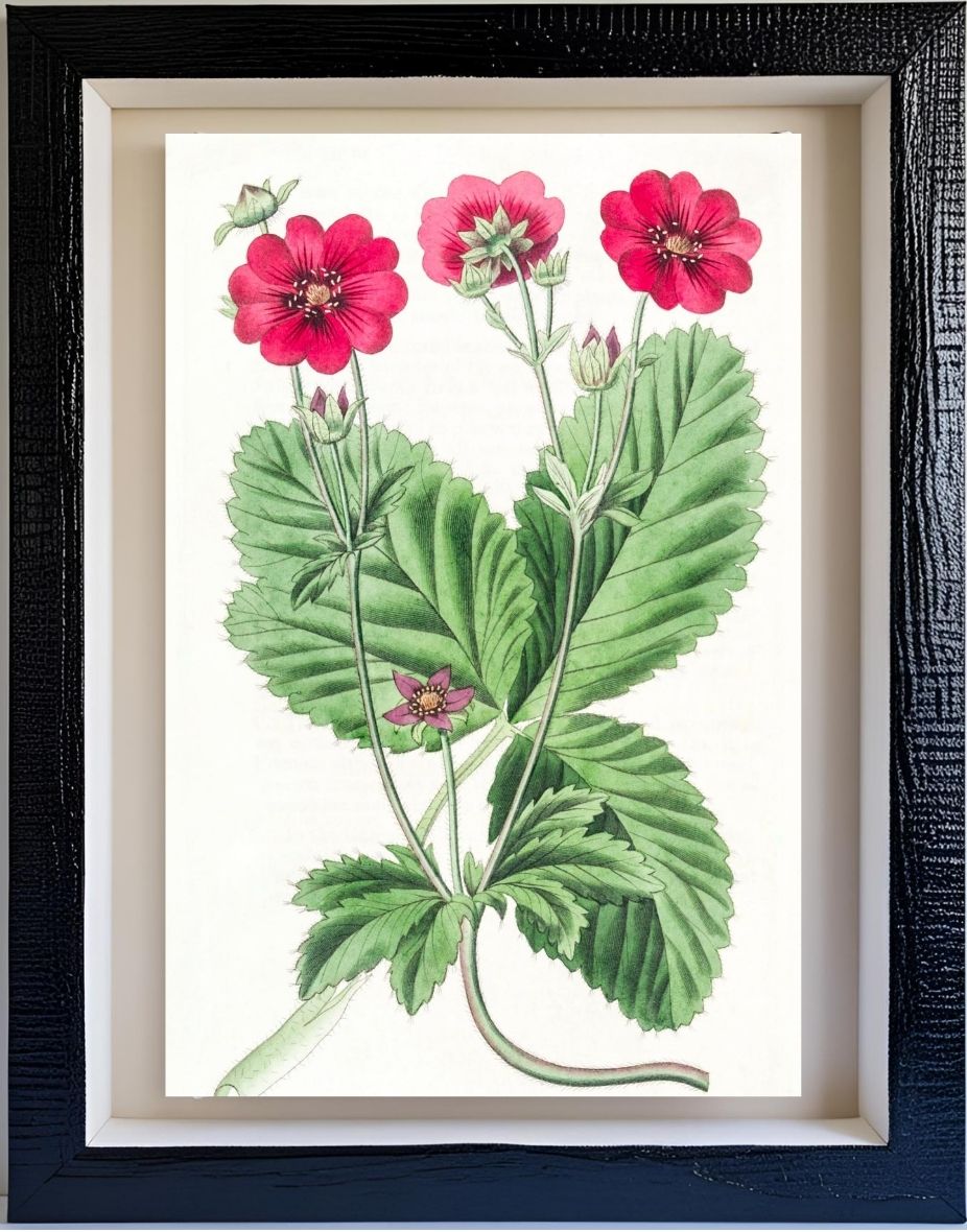 Russell's Potentilla