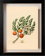Eugenia or Jambo (Eugenia Albanensis)