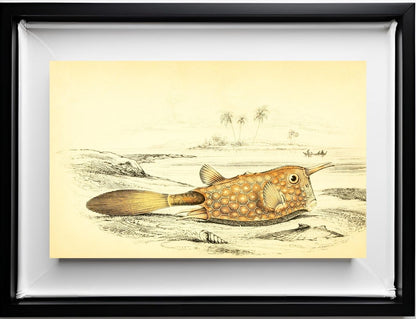 Horned Ostracion