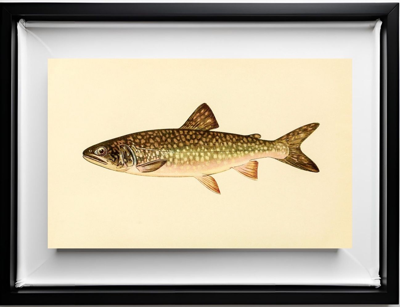 The Great Lake Trout (Adult Male) Christivomer-Namaycush