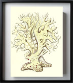 Millepora alicornis
