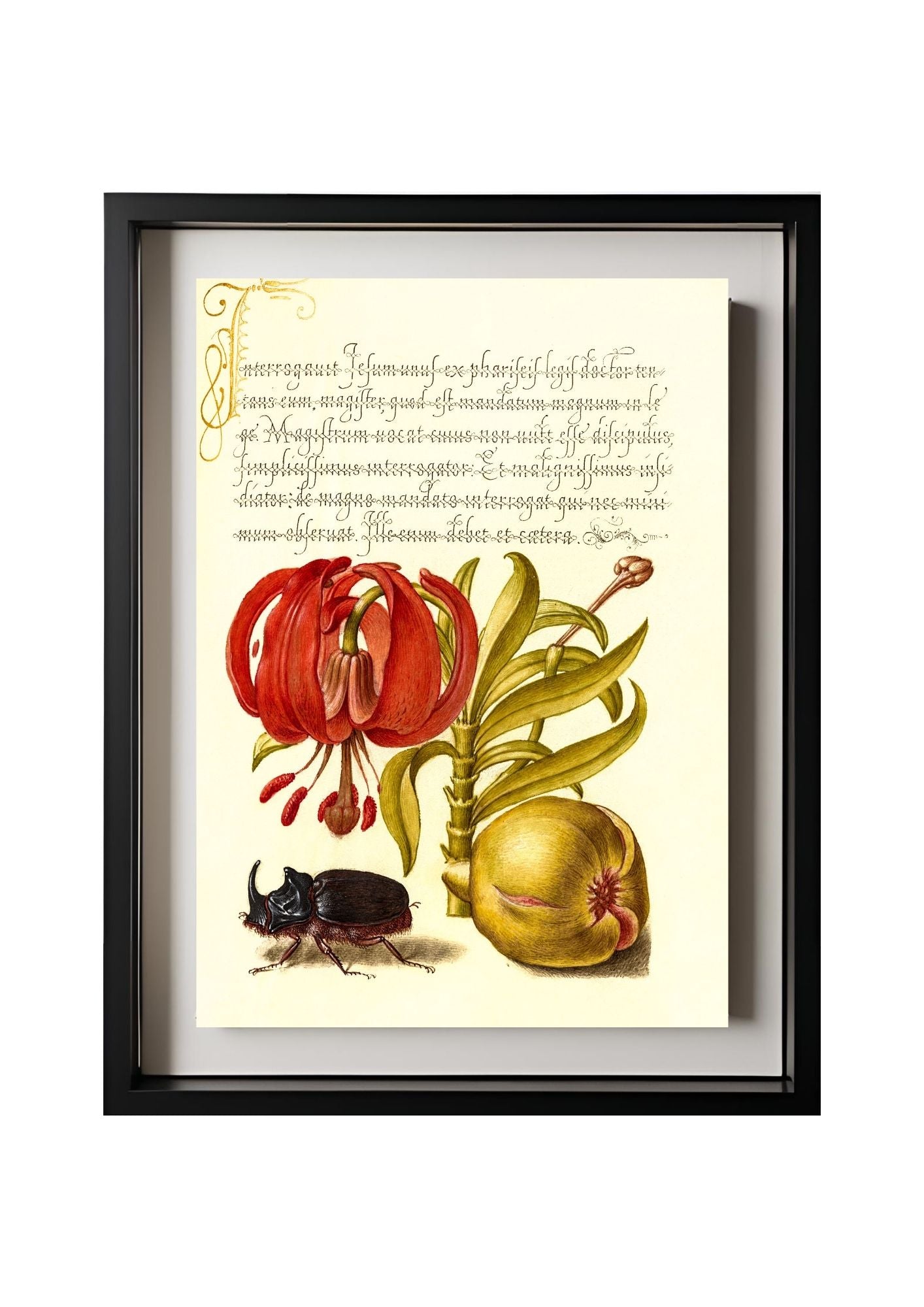 Scarlet Turk’s Cap, Rhinoceros Beetle, and Pomegranate