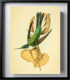 Violet Eared Hummingbird