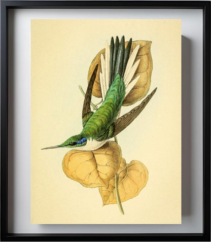 Violet Eared Hummingbird
