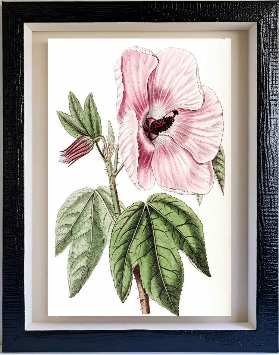 Splendid Hibiscus