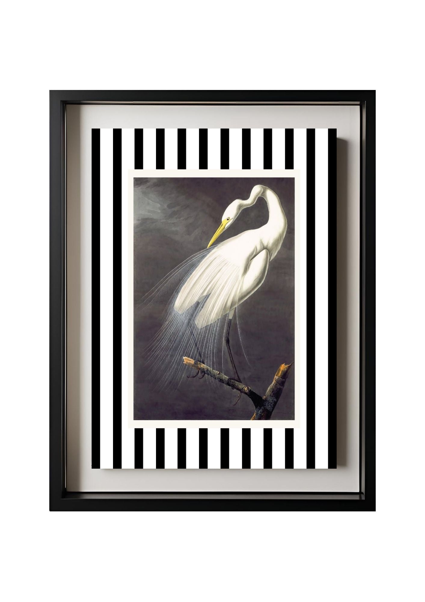 Great White Egret