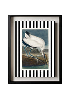 Wood Ibis