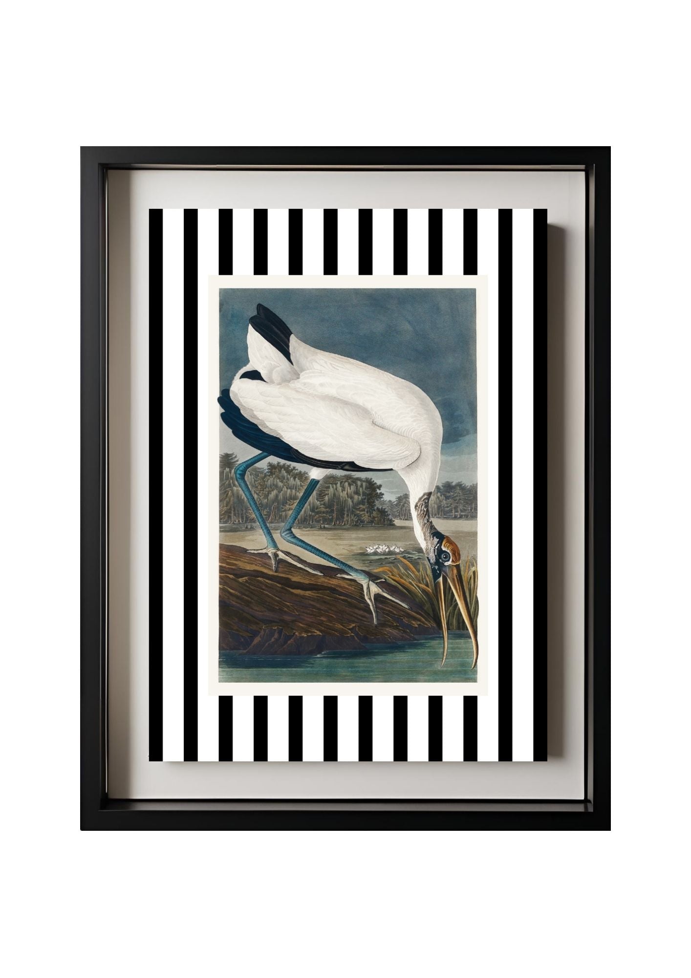 Wood Ibis