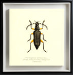 Plectogaster Pectinicornis