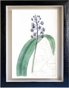 Lead-Coloured Scilla
