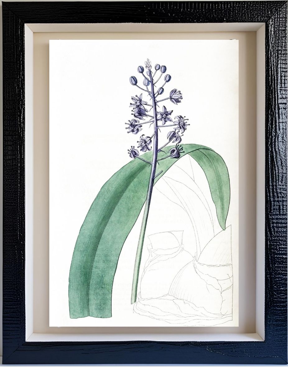 Lead-Coloured Scilla