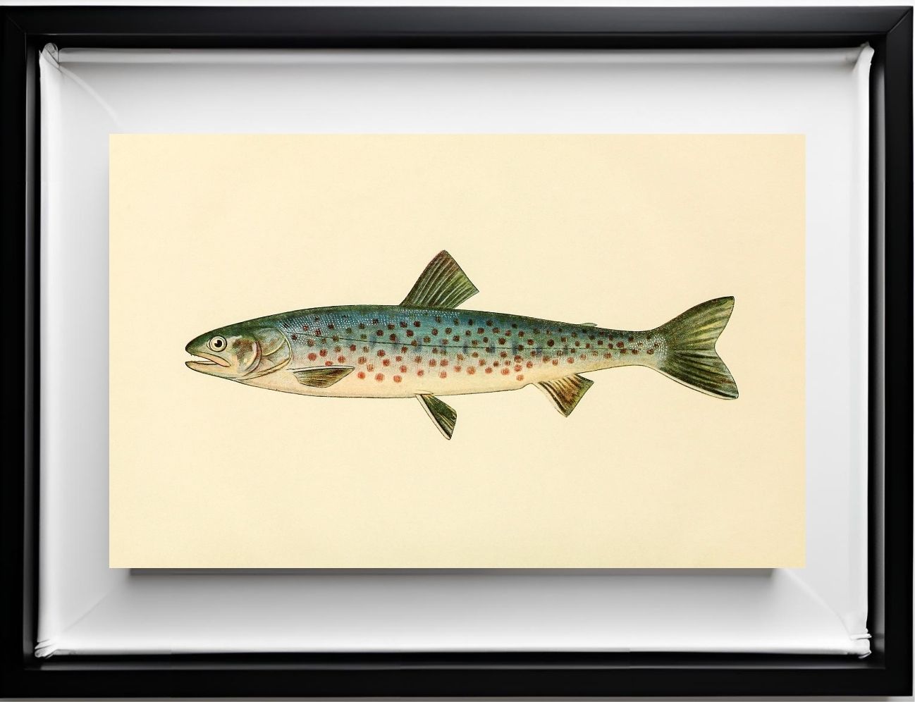 The Rangeley Trout (Adult Male) Salvelinus-Oquassa