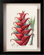 Le Balisier (Hiliconia)