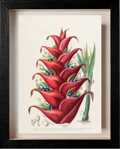 Le Balisier (Hiliconia)