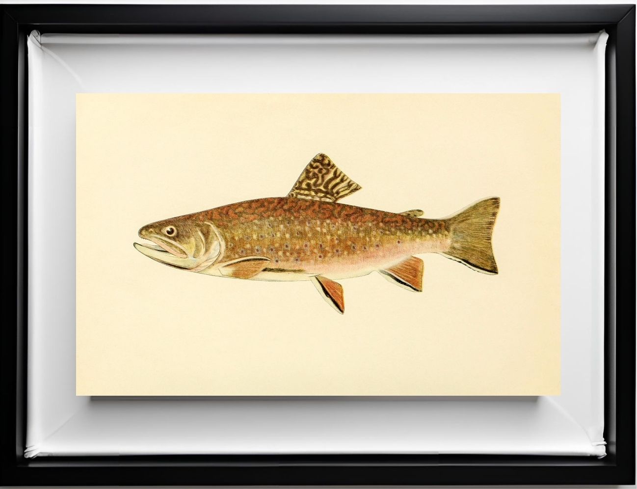 The Brook Trout (Adult Male) Salvelinus-Fontinalis (early summer coloration)