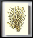 Madrepora anthophyllites