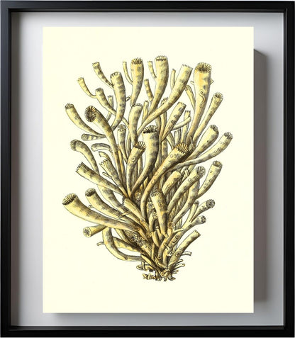 Madrepora anthophyllites