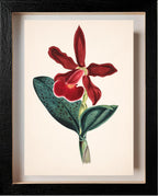 Cattleya Schilleriana Var Concolor