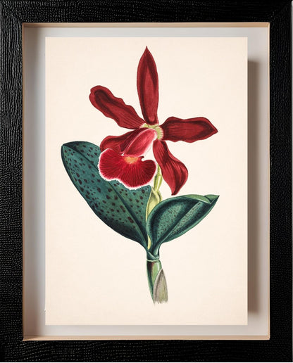 Cattleya Schilleriana Var Concolor