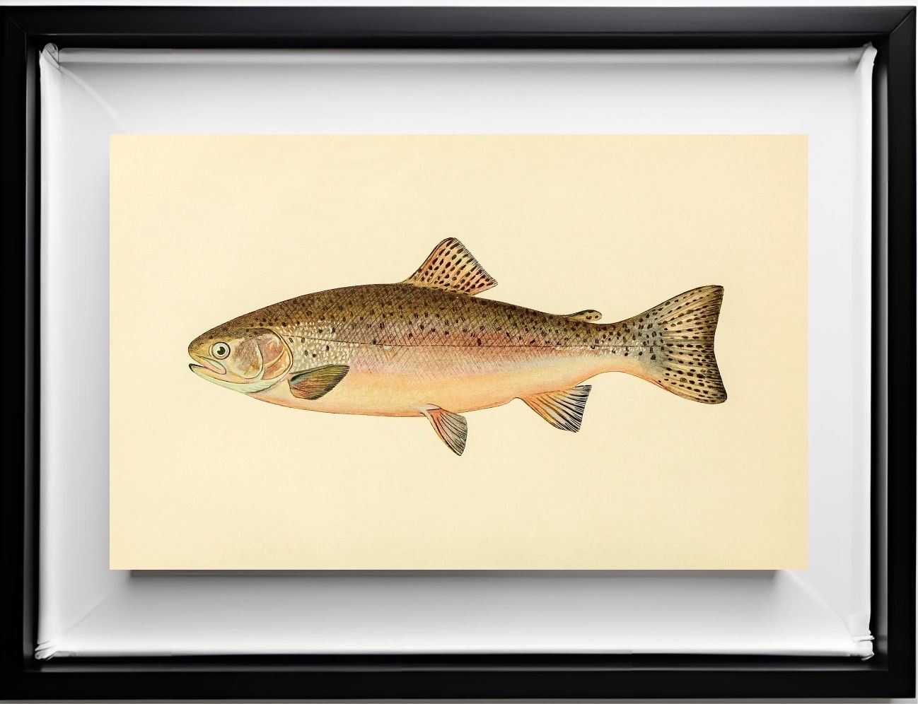 The Rainbow Trout (Adult Male) Salmo-Irideus