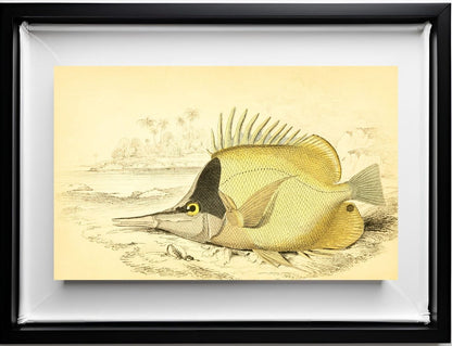 Long-Beaked Chelmon