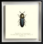 Alaolacon Cyanipennis